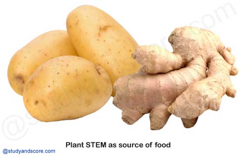 plants stemsas a source of food, potato, sugarcane, asparagus